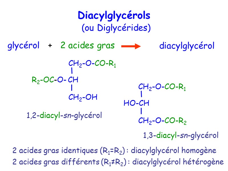 Diacylglycérols  (ou Diglycérides) 2 acides gras identiques (R1=R2) : diacylglycérol homogène 2 acides
